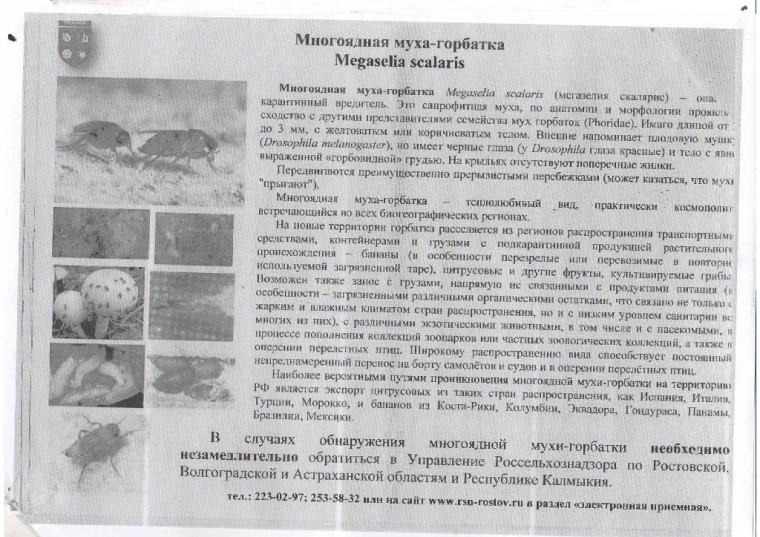 Многоядная муха-горбатка. Многоядная муха-горбатка.